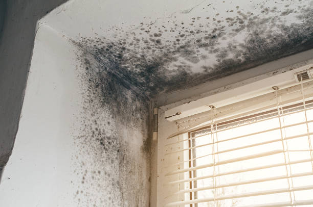 Affordable Hvac And Air Duct Mold Remediation solutions in Georgetown, IL